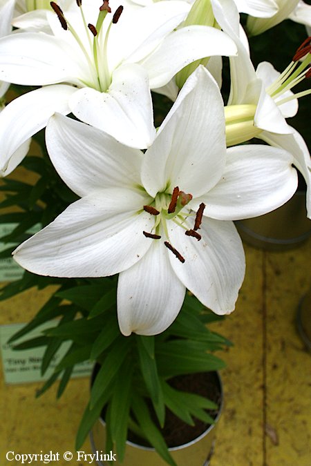 Lilium Hollandicum-Ryhm 'Tiny Nanny', tarhasarjalilja